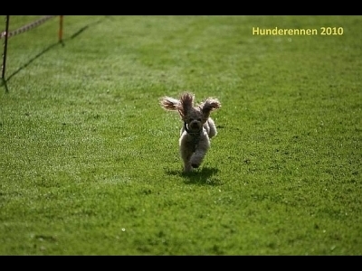 2010-Hunderennen_IMGL1365-400x300